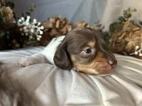 Shaggy, a male Miniature Dachshund for sale in Riverview, MI – 5 of 10