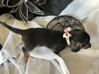 Ash, a male Miniature Dachshund for sale in Riverview, MI – 10 of 10
