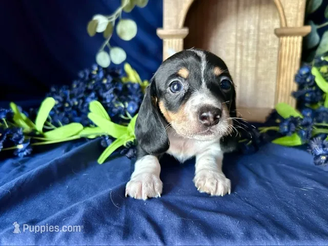 Fred  – Miniature Dachshund puppy on hold in Riverview, MI