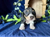 Fred , a male Miniature Dachshund for sale in Riverview, MI – 1 of 10