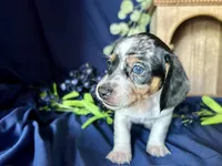 Daphne, a female Miniature Dachshund for sale in Riverview, MI – 4 of 10