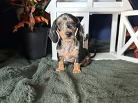 Beatrix, a female Miniature Dachshund for sale in Riverview, MI – 6 of 10