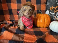Misty, a female Miniature Dachshund for sale in Riverview, MI – 4 of 10