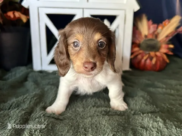 Shaggy – Miniature Dachshund puppy on hold in Riverview, MI