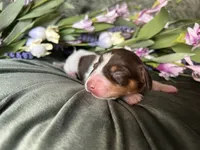 Velma, a female Miniature Dachshund for sale in Riverview, MI – 6 of 10