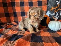 Misty, a female Miniature Dachshund for sale in Riverview, MI – 5 of 10