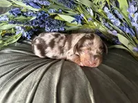 Scooby, a male Miniature Dachshund for sale in Riverview, MI – 7 of 10