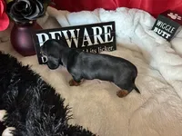 Ash, a male Miniature Dachshund for sale in Riverview, MI – 9 of 10