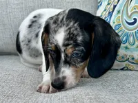 Daphne , a female Miniature Dachshund for sale in Riverview, MI – 10 of 10