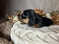 Ash, a male Miniature Dachshund for sale in Riverview, MI – 7 of 10