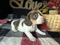 Velma, a female Miniature Dachshund for sale in Riverview, MI – 4 of 10