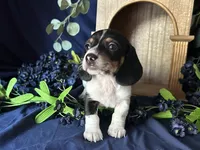 Fred , a male Miniature Dachshund for sale in Riverview, MI – 2 of 10