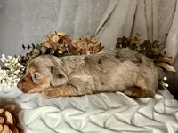 Misty, a female Miniature Dachshund for sale in Riverview, MI – 2 of 10