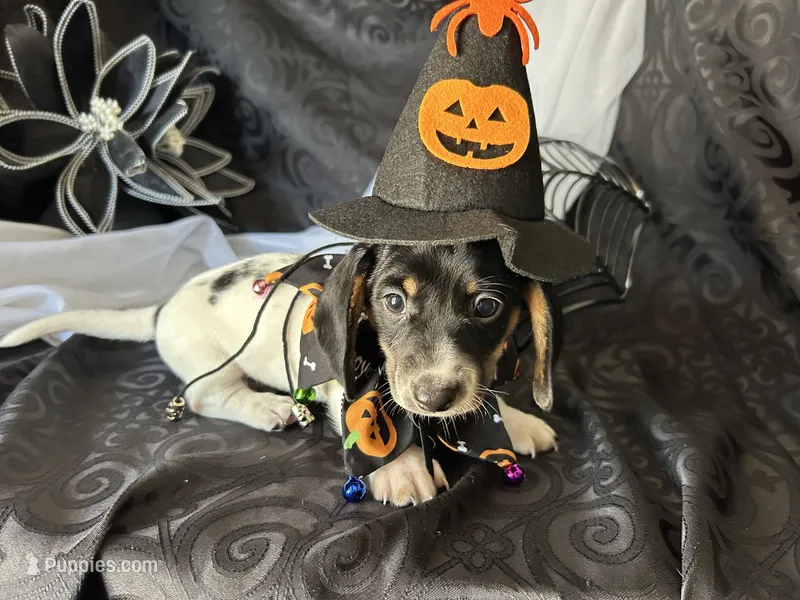 Brock – Miniature Dachshund puppy for sale in Riverview, MI