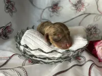 Misty, a female Miniature Dachshund for sale in Riverview, MI – 8 of 10