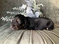 Ash, a male Miniature Dachshund for sale in Riverview, MI – 5 of 10