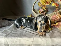 Beatrix, a female Miniature Dachshund for sale in Riverview, MI – 9 of 10