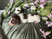 Velma, a female Miniature Dachshund for sale in Riverview, MI – 4 of 10