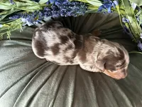 Scooby, a male Miniature Dachshund for sale in Riverview, MI – 5 of 10