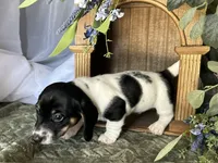 Brock, a male Miniature Dachshund for sale in Riverview, MI – 2 of 10