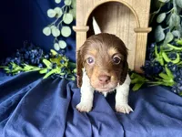 Shaggy, a male Miniature Dachshund for sale in Riverview, MI – 3 of 10