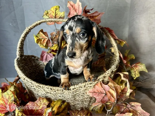 Beatrix – Miniature Dachshund puppy for sale in Riverview, MI