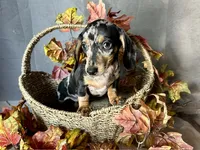 Beatrix, a female Miniature Dachshund for sale in Riverview, MI – 1 of 10