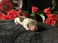 Shaggy, a male Miniature Dachshund for sale in Riverview, MI – 8 of 10