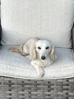 Casper, a male Miniature Dachshund for sale in Riverview, MI – 9 of 10