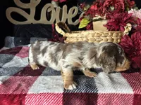 Scooby, a male Miniature Dachshund for sale in Riverview, MI – 7 of 10