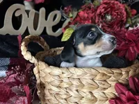 Fred (On Hold for Michael), a male Miniature Dachshund for sale in Riverview, MI – 6 of 10