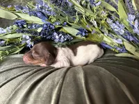 Shaggy, a male Miniature Dachshund for sale in Riverview, MI – 6 of 10