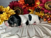 Brock, a male Miniature Dachshund for sale in Riverview, MI – 10 of 10