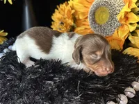 Shaggy, a male Miniature Dachshund for sale in Riverview, MI – 5 of 10