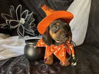 Ash, a male Miniature Dachshund for sale in Riverview, MI – 1 of 10