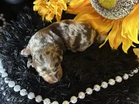 Scooby, a male Miniature Dachshund for sale in Riverview, MI – 5 of 10