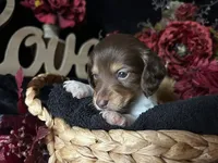 Shaggy, a male Miniature Dachshund for sale in Riverview, MI – 6 of 10