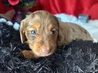 Misty, a female Miniature Dachshund for sale in Riverview, MI – 3 of 10