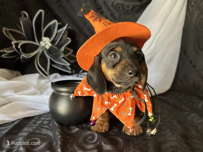 Ash – Miniature Dachshund puppy for sale in Riverview, MI