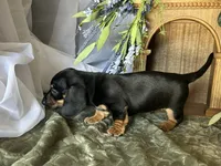 Ash, a male Miniature Dachshund for sale in Riverview, MI – 4 of 10