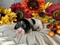 Brock, a male Miniature Dachshund for sale in Riverview, MI – 8 of 10