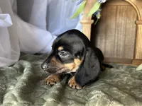 Ash, a male Miniature Dachshund for sale in Riverview, MI – 6 of 10