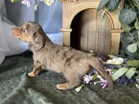 Misty, a female Miniature Dachshund for sale in Riverview, MI – 4 of 10