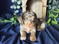 Scooby, a male Miniature Dachshund for sale in Riverview, MI – 4 of 10