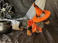 Ash, a male Miniature Dachshund for sale in Riverview, MI – 5 of 10