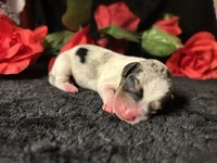 Daphne, a female Miniature Dachshund for sale in Riverview, MI – 8 of 10