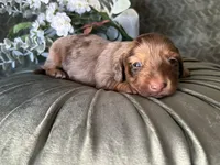 Misty, a female Miniature Dachshund for sale in Riverview, MI – 1 of 10