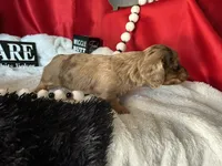 Misty, a female Miniature Dachshund for sale in Riverview, MI – 8 of 10