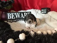 Brock, a male Miniature Dachshund for sale in Riverview, MI – 5 of 10