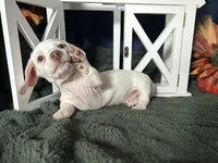 Casper, a male Miniature Dachshund for sale in Riverview, MI – 3 of 10